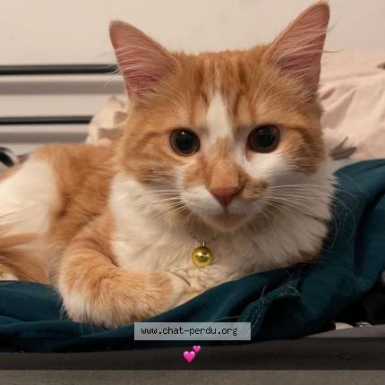 Photo 1/1 Naoki Chat lost in Paris