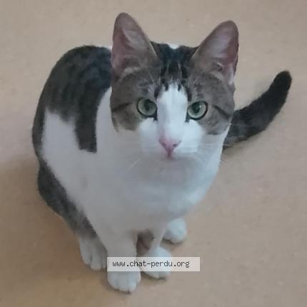 Photo 3/3 Jean Marc Chat lost in Aire sur l adour