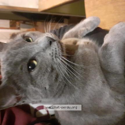 Photo 1/1 Musso Chat lost in Connage