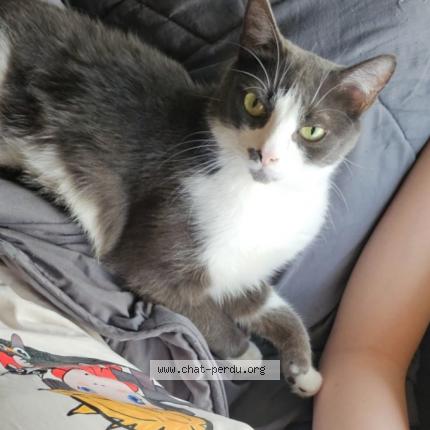 Photo 1/1 Snow Chat lost in Brochon