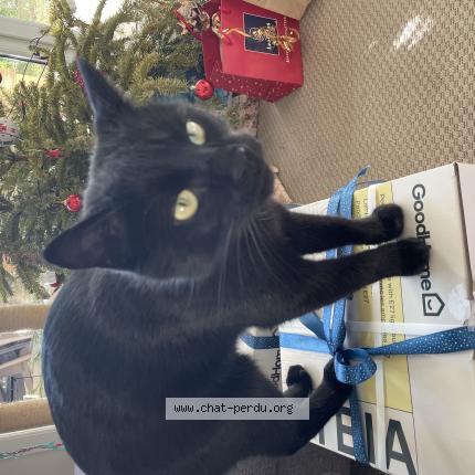 Photo 1/1 Raja Chat lost in Saint maurice de gourdans