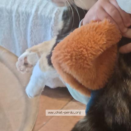 Photo 1/1 Rosa Chat lost in Le vignau