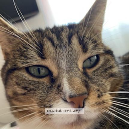 Photo 1/1 Aya Chat lost in Saint sebastien sur loire