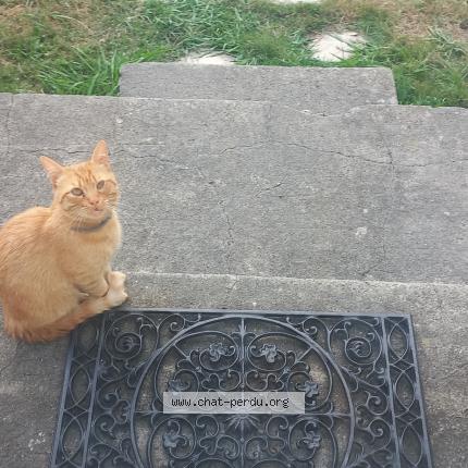 Photo 1/1 Found cat Found in Loubieng