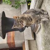 Picture of cat found at Nancy