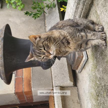 Photo 1/1 Found cat Found in Nancy