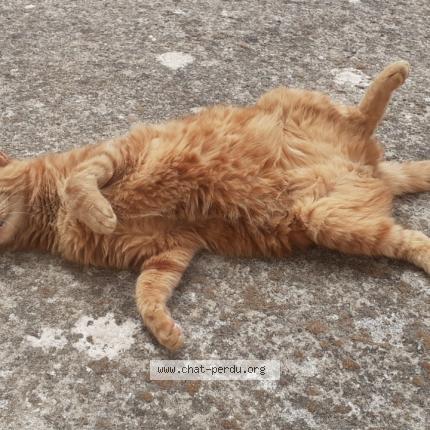 Photo 1/1 Minou Chat lost in Charlieu