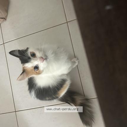 Photo 1/1 Bona Chat lost in Ramonville saint agne