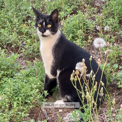 Photo 1/1 Pietra Chat lost in Mesland