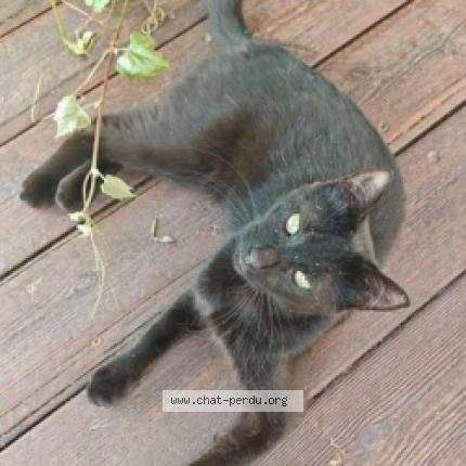 Photo 1/1 Moka Chat lost in Cellieu