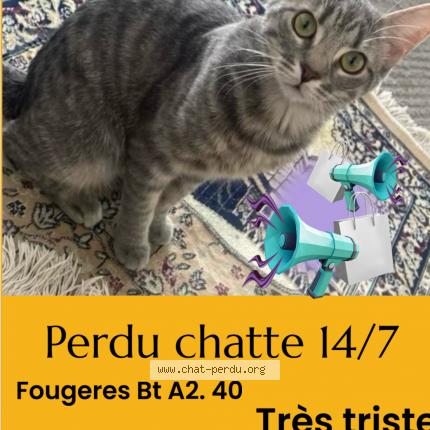 Photo 1/1 Nala Chat lost in Avon