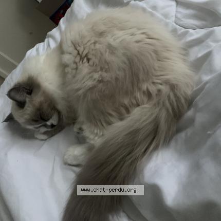 Photo 1/2 Molly Chat lost in Saint etienne