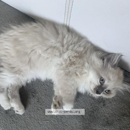 Photo 2/2 Molly Chat lost in Saint etienne