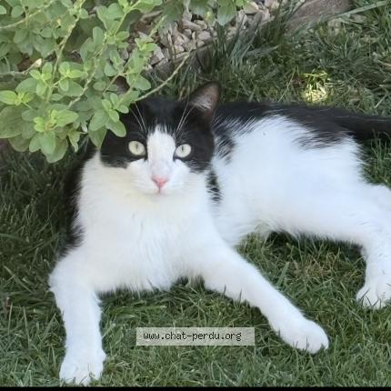 Photo 1/1 Mimi Chat lost in Monteux