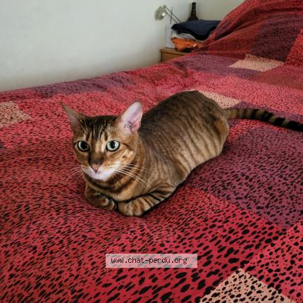 Photo 1/1 Cora Chat lost in Nice