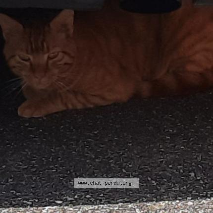 Photo 1/1 Found cat Found in Wihr au val