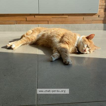 Photo 1/1 Bloody Chat lost in Craon