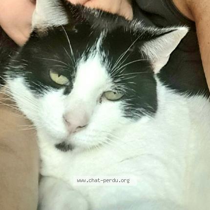 Photo 1/1 Chipie Chat lost in Saint jeoire prieure