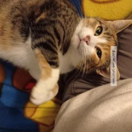 Photo 1/2 Brume Chat lost in Tirepied