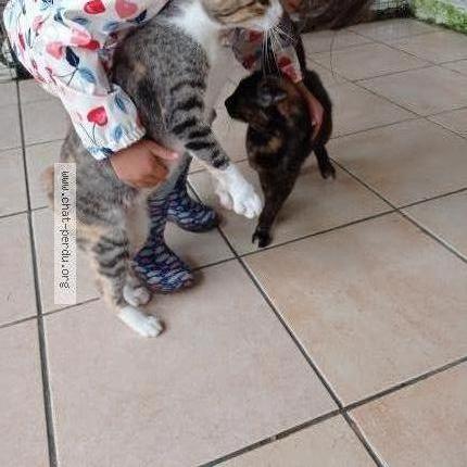 Photo 2/2 Brume Chat lost in Tirepied