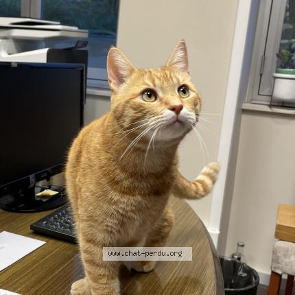 Photo 1/1 Roméo Chat lost in Lyon