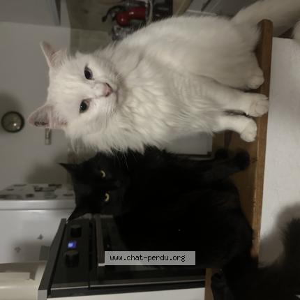 Photo 1/1 Milcky Chat lost in Fleury d aude