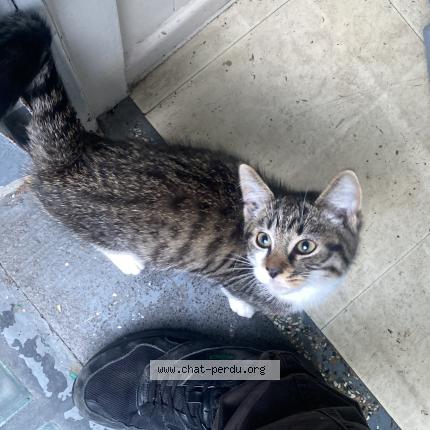 Foto van vermiste kat in Bruxelles