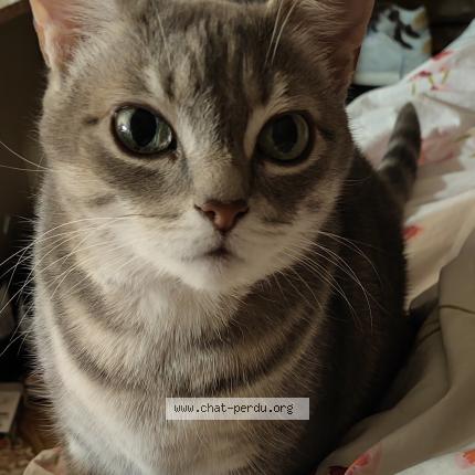 Photo 1/1 Sora Chat lost in Mouchin