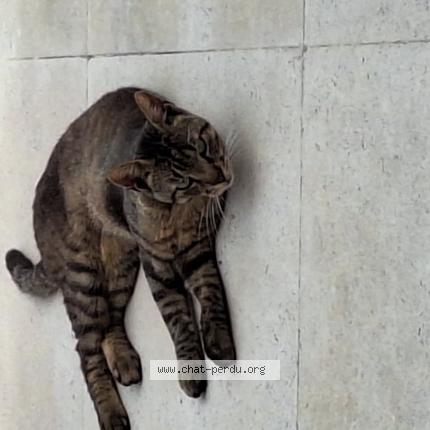 Photo 1/1 Found cat Found in 1600 sint pieters leeuw