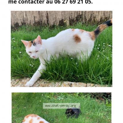 Photo 1/1 Thalya Chat lost in Le palais sur vienne