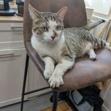 Picture of cat found at Nanc