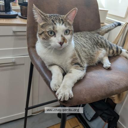 Photo 1/1 Found cat Found in Nanc