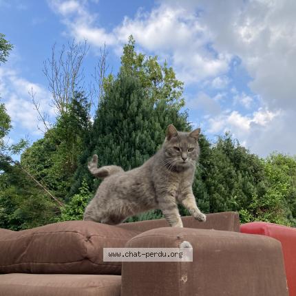 Photo 1/1 Ju Vandal Chat lost in Milmort