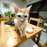 Picture of cat found at Langeac