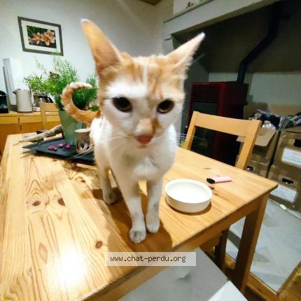 Photo 1/1 Found cat Found in Langeac