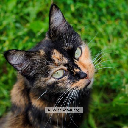 Photo 1/1 Cerise Chat lost in Beuzeville