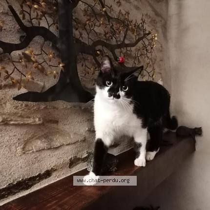 Photo 1/1 Lou Chat lost in Cieutat