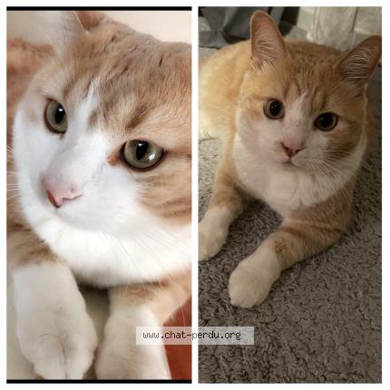 Photo 1/1 Minouche Chat lost in Belfort