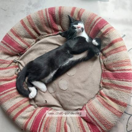 Photo 1/1 Lolita Chat lost in Le montat