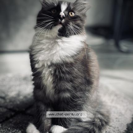 Photo 1/1 Volverine Chat lost in Sainte helene