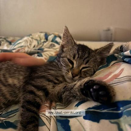 Photo 1/1 Neko Chat lost in Ath