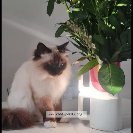 Photo 1/1 Poupie Chat lost in Rouffiac tolosan