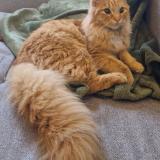 Picture of cat lost at Saumur