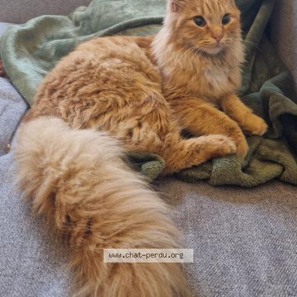 Photo 1/1 STITCH Chat lost in Saumur