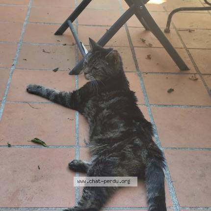 Photo 1/1 Found cat Found in Antibes
