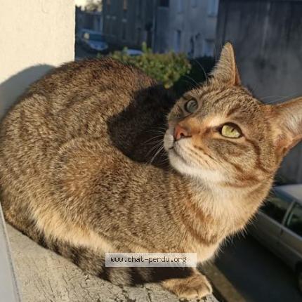 Photo 1/1 Miki Chat lost in Nantes