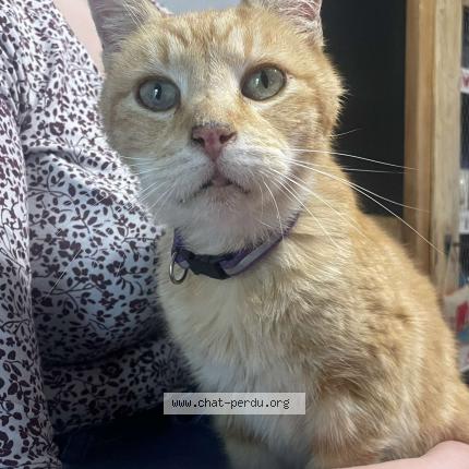 Photo 1/1 O’malley Chat lost in Mondrepuis