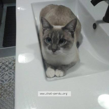 Photo 1/1 Plume Chat lost in Pleine fougeres