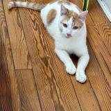 Picture of cat found at Caba