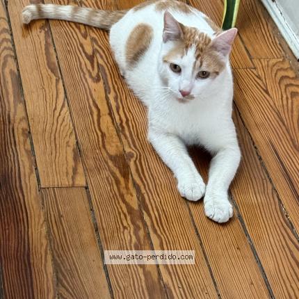 Photo 1/1 Found cat Found in Caba